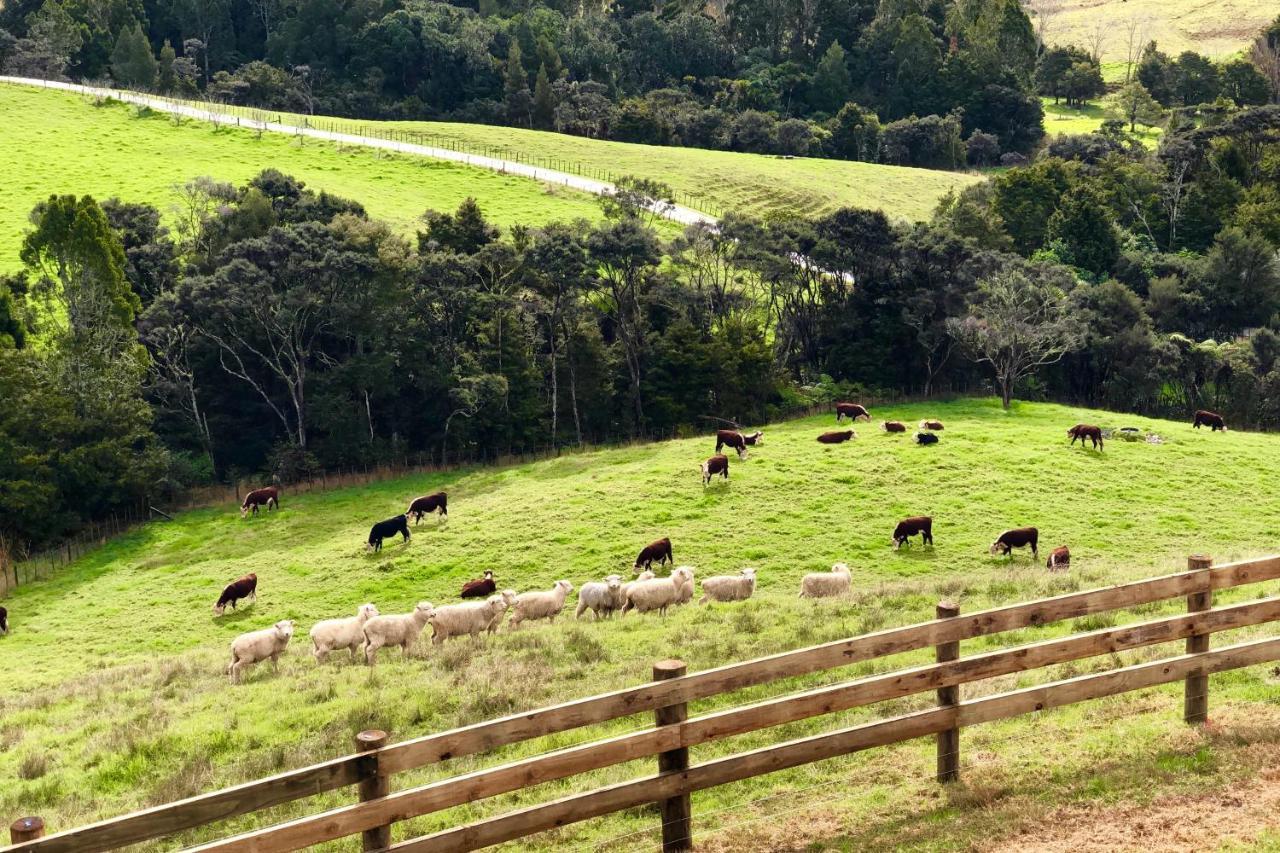 Te Arai Kauri Glen Bnb المظهر الخارجي الصورة
